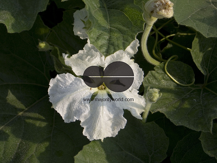 The Bottle Gourd