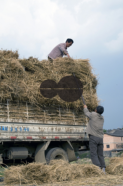 CHINA Peasants  loading grain and hay grain during harvest time in Yunnan province.