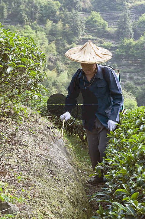 CHINA Peasants spraying fertilized on tea plants during harvest time in Yunnan province.