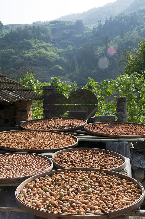 CHINA Fruits drying in the sun in a village  in Fujian province.