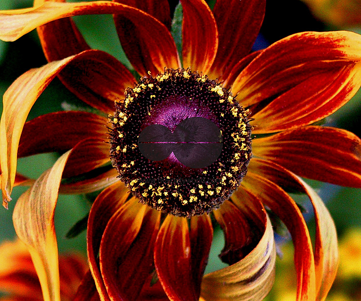 Flowers are displaced at a flower show in Kolkata, India on February, 2004.   Photograph/Sucheta Das