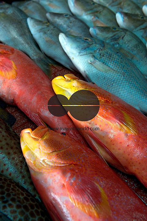 Mauritius. The fish market at Port Louis.