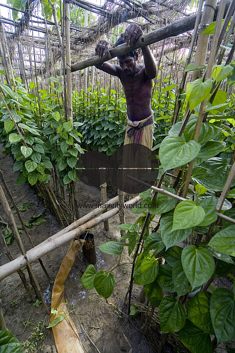 Betel leaf_Bangladesh