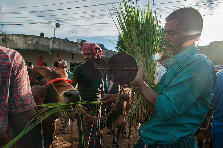 Cow Market