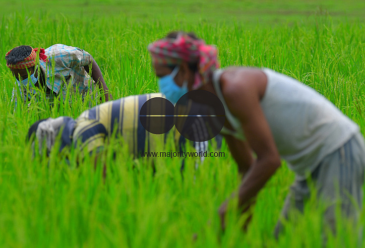 Agriculture, during lockdown