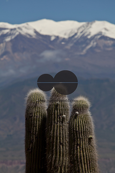 Las Cardonas valley of cactus National Park with Nevado Cachi snowcapped mountain range in Andes region, Salta, Argentina