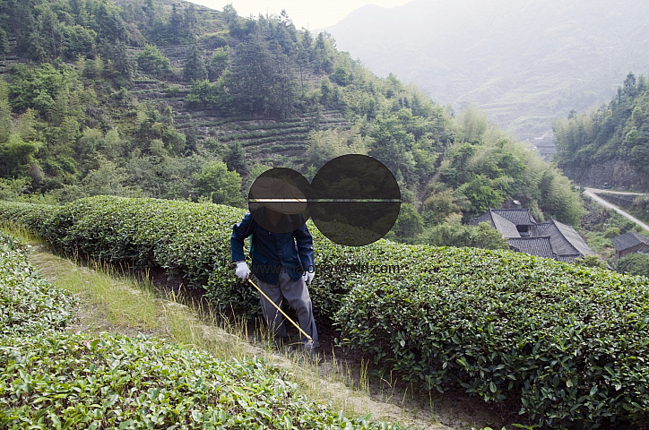 CHINA Peasants spraying fertilized on tea plants during harvest time in Yunnan province.