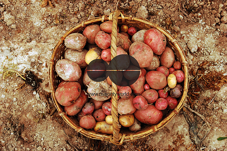 Potatoes are one of the most popular foods in Andean areas. You can find 14 differents varieties over the quebrada's lands. Juella, Quebrada de Humahuaca, Jujuy, Argentina. May 1 2010.