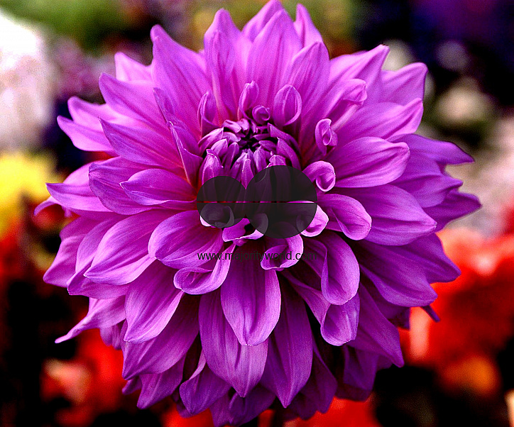 Flowers are displaced at a flower show on February, 2004.   Photograph/Sucheta Das