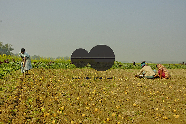 Potato Harvest, Singair