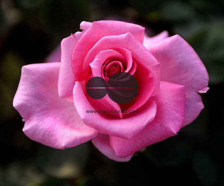 Flowers are displaced at a flower show in Kolkata, India on February, 2004.   Photograph/Sucheta Das