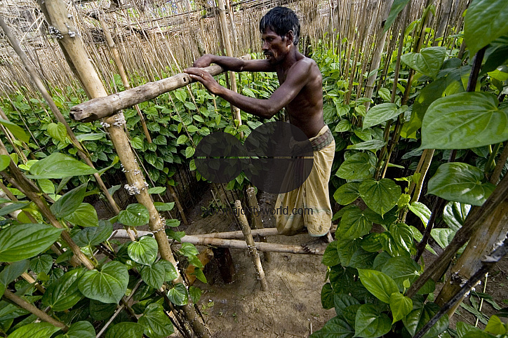 Betel leaf_Bangladesh