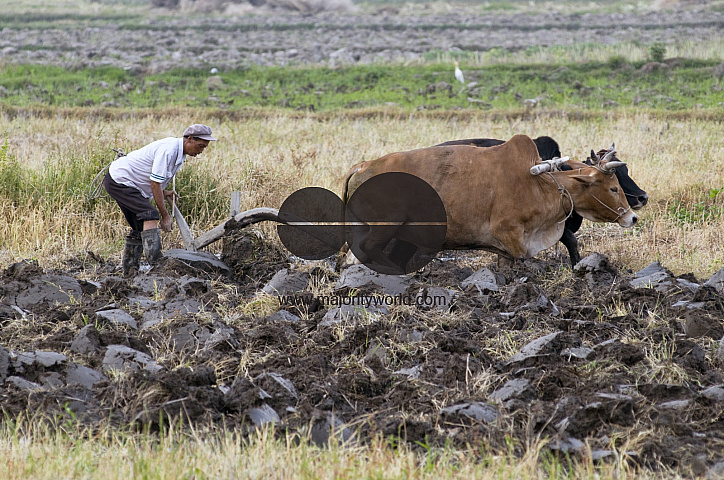 CHINA Peasant ploughing land with bullock in Yunnan province.