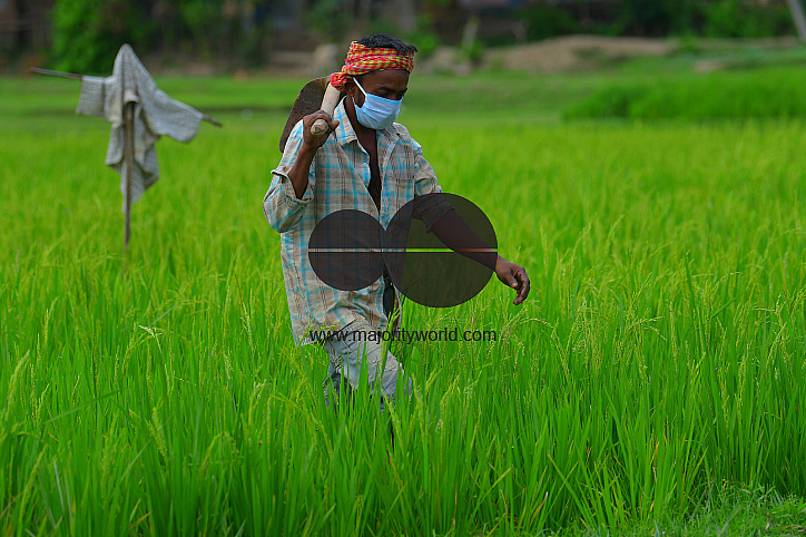 Agriculture, during lockdown