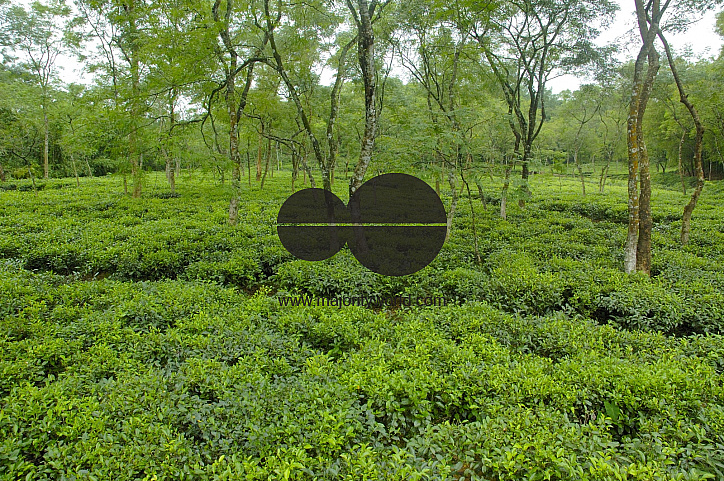 Malnichara Tea Garden