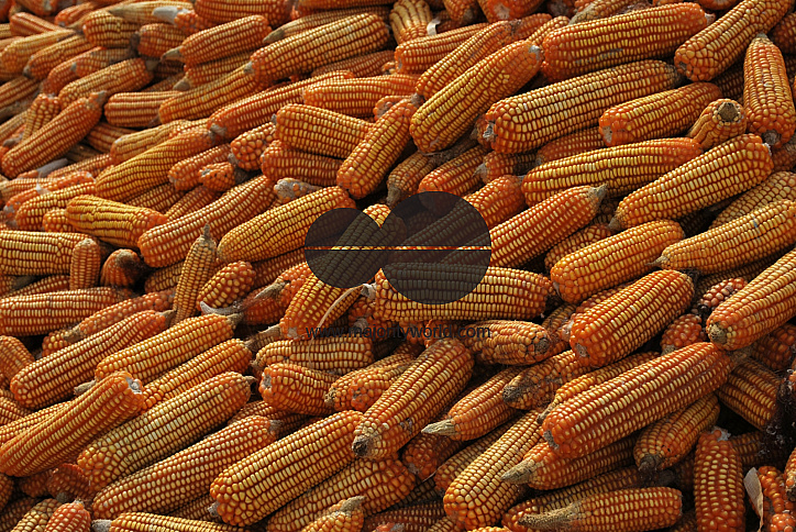 Maize collection