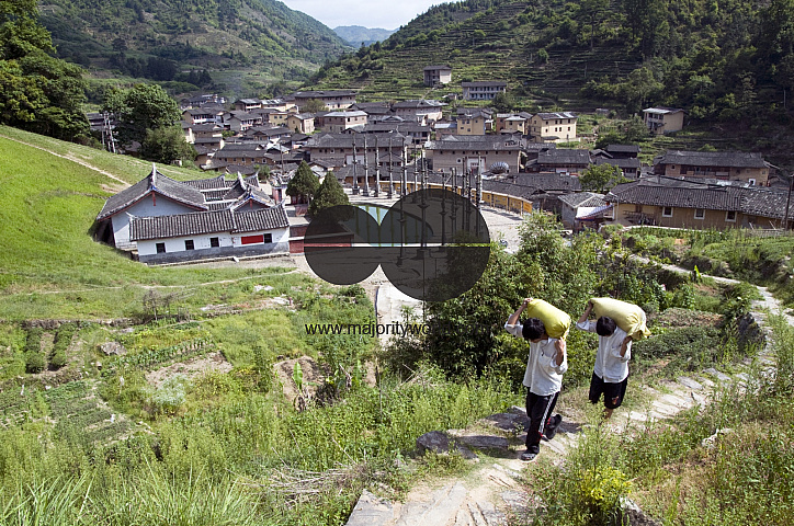 CHINA Peasants carrying sacks with tea leaves  during harvest time in Fujian province.