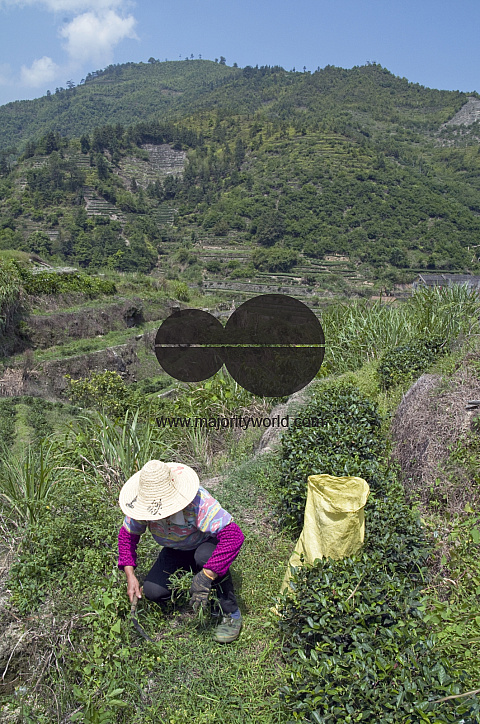 CHINA Peasants picking tea leaves  during harvest time in Fujian province.
