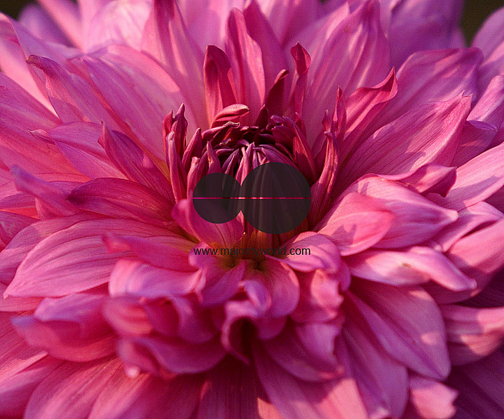 Flowers are displaced at a flower show on February, 2004.   Photograph/Sucheta Das