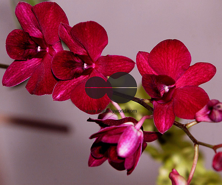 Flowers are displaced at a flower show in Kolkata, India on February, 2004.   Photograph/Sucheta Das