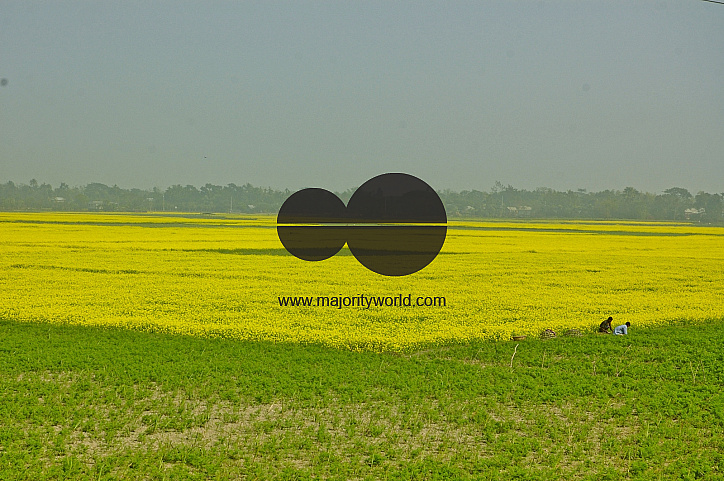Mustard Field, Singair