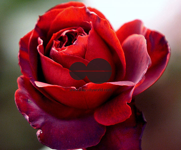 Flowers are displaced at a flower show in Kolkata, India on February, 2004.   Photograph/Sucheta Das