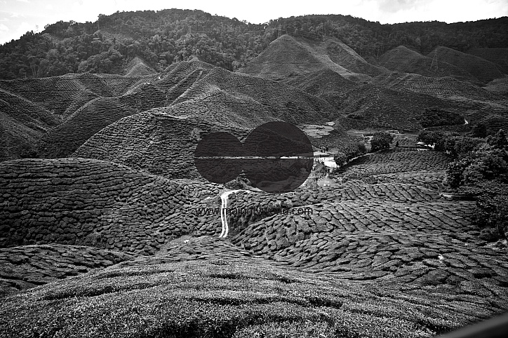 Migrants in Malaysia's tea estates