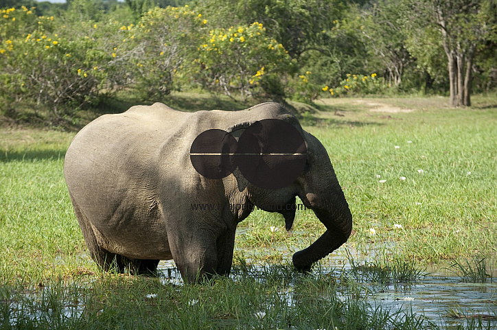 Elephant feeding at waterhole.
