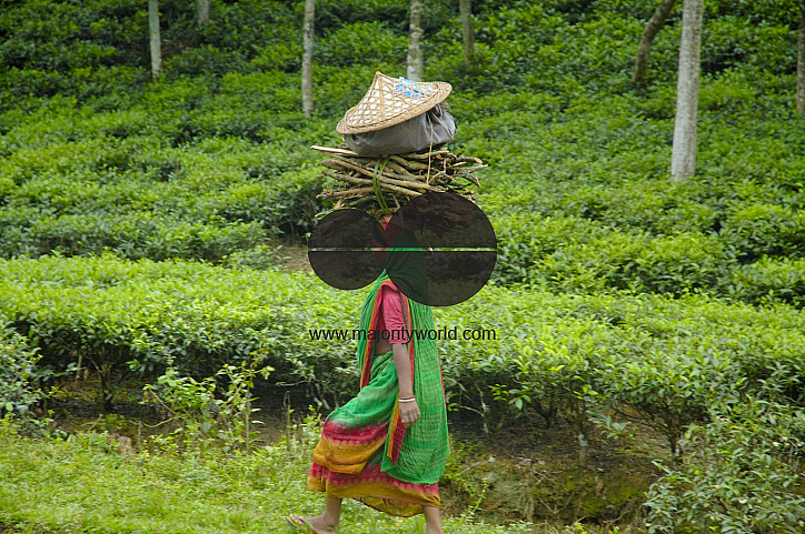 Malnichara Tea Garden