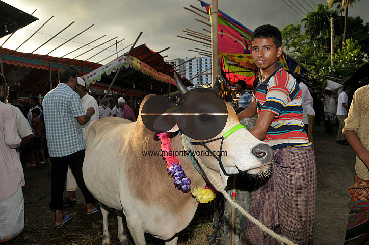 Cow Market