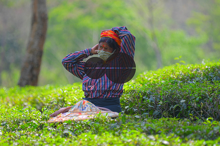 Tea garden workers during lockdown