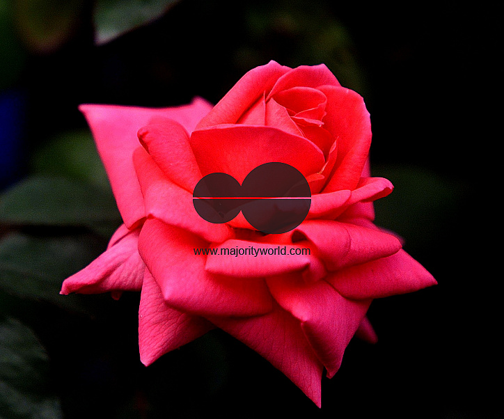 Flowers are displaced at a flower show in Kolkata  on February, 2004.   Photograph/Sucheta Das