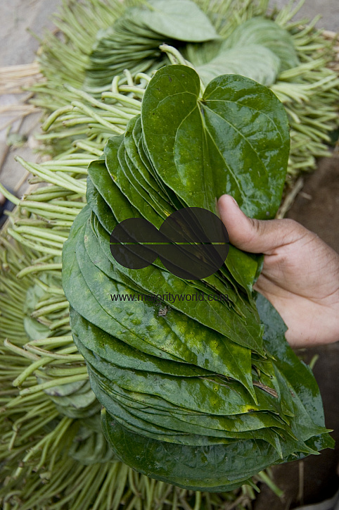 Betel leaf_Bangladesh