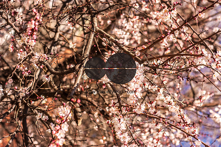 Cherry Blossom in Russia