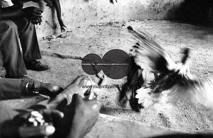 HAITI COCK FIGHTING, A FAVOURITE SPORT IN THE SHANTIES OF PORT AU PRINCE, 1991