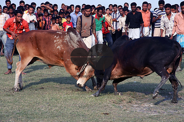Traditional bull fight