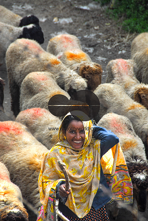  A woman herding sheep, Lahore.