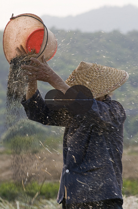 CHINA Peasants sorting out grain during harvest time in Yunnan province.