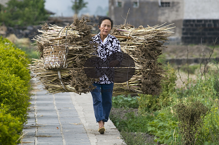 CHINA Peasants carrying bales of grain and hay during harvest time in Yunnan province.