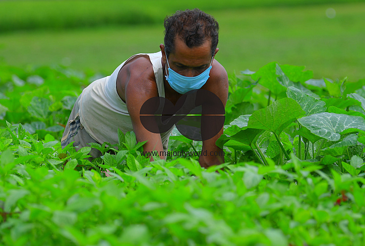 Agriculture, during lockdown