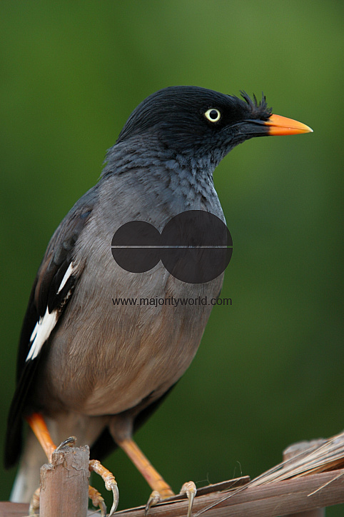 Bird_Bangladesh