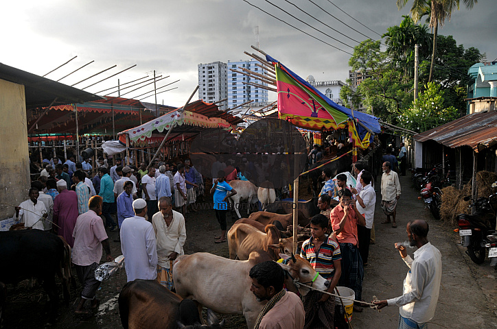 Cow Market