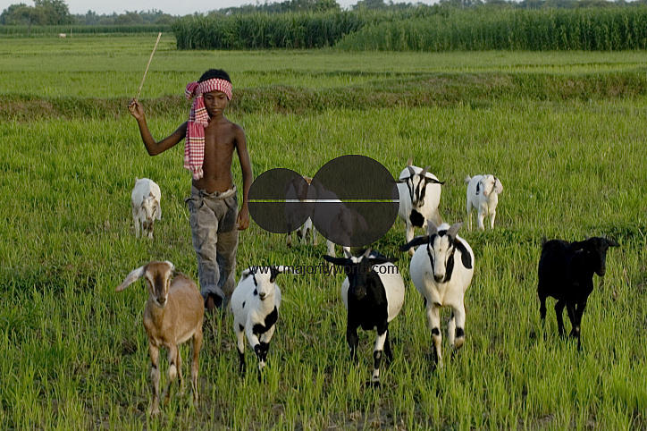 Graze goat: Bangladesh