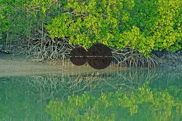 Sundarbans, Khulna, Bangladesh