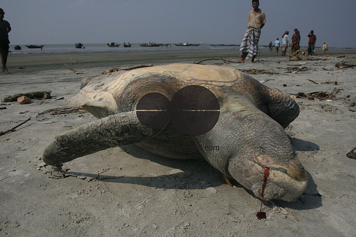 Sidr Aftermath, Dublarchar, Sundarbans