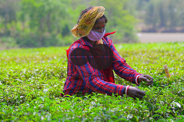 Tea garden workers during lockdown