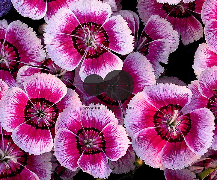 Flowers are displaced at a flower show in Kolkata, India on February, 2004.   Photograph/Sucheta Das