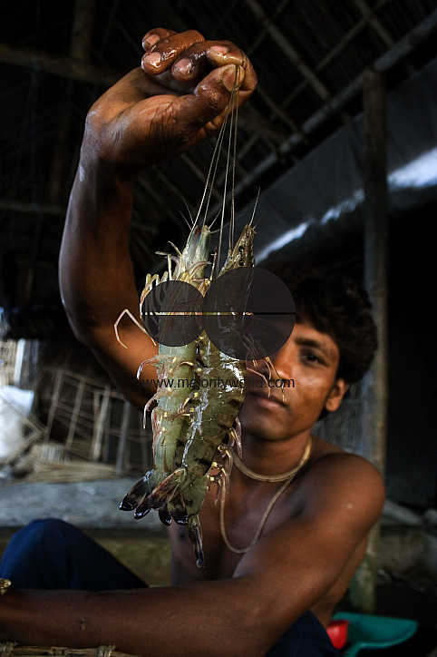 Palanquin_Bangladesh