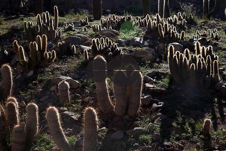 Arid landscape with cactii and desert rock formations near Humahuaca in Jujuy province in the Andes region of Argentina, South America
