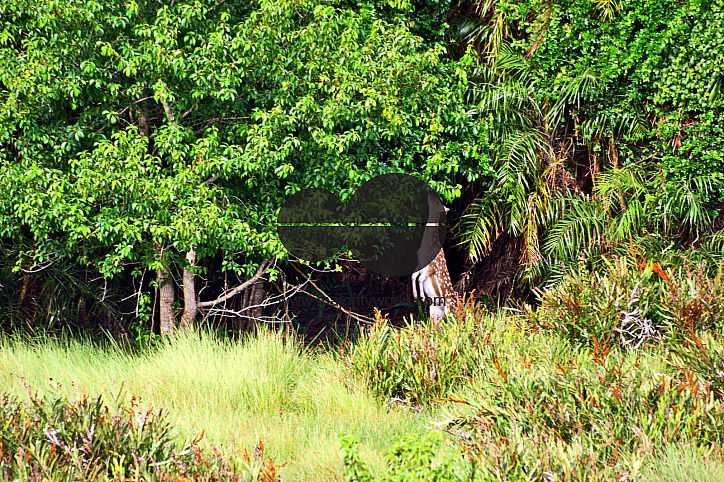 Sundarbans, Khulna